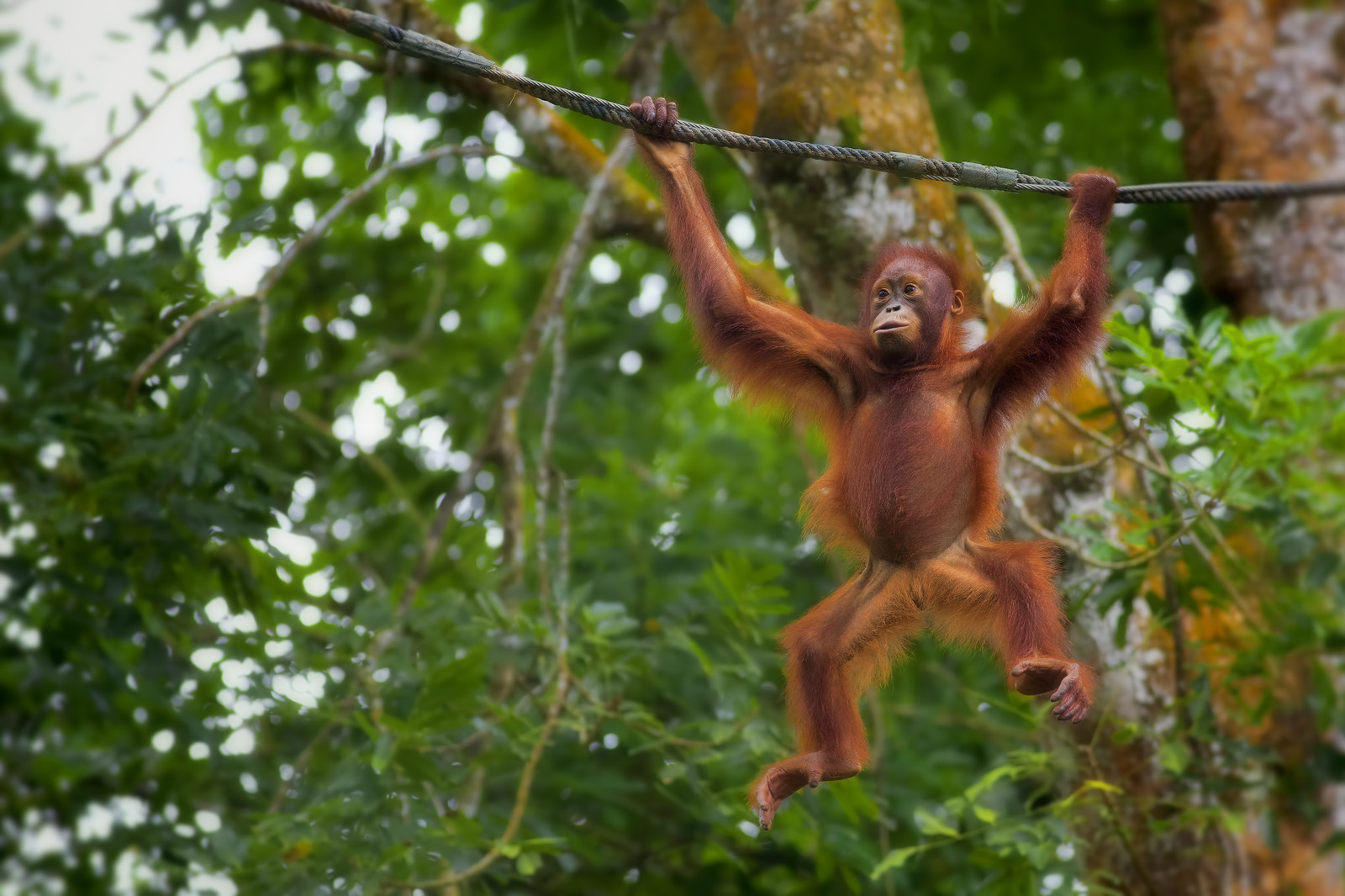 Orangutan na Borneo