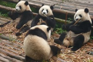 Great pandas in China