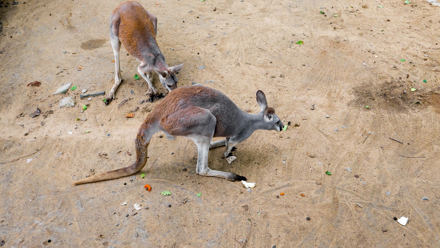 Kangury w zoo Szanghaj